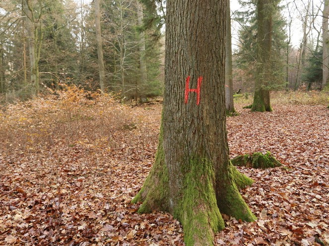 Ein Baum mit einer Markierung steht im Wald