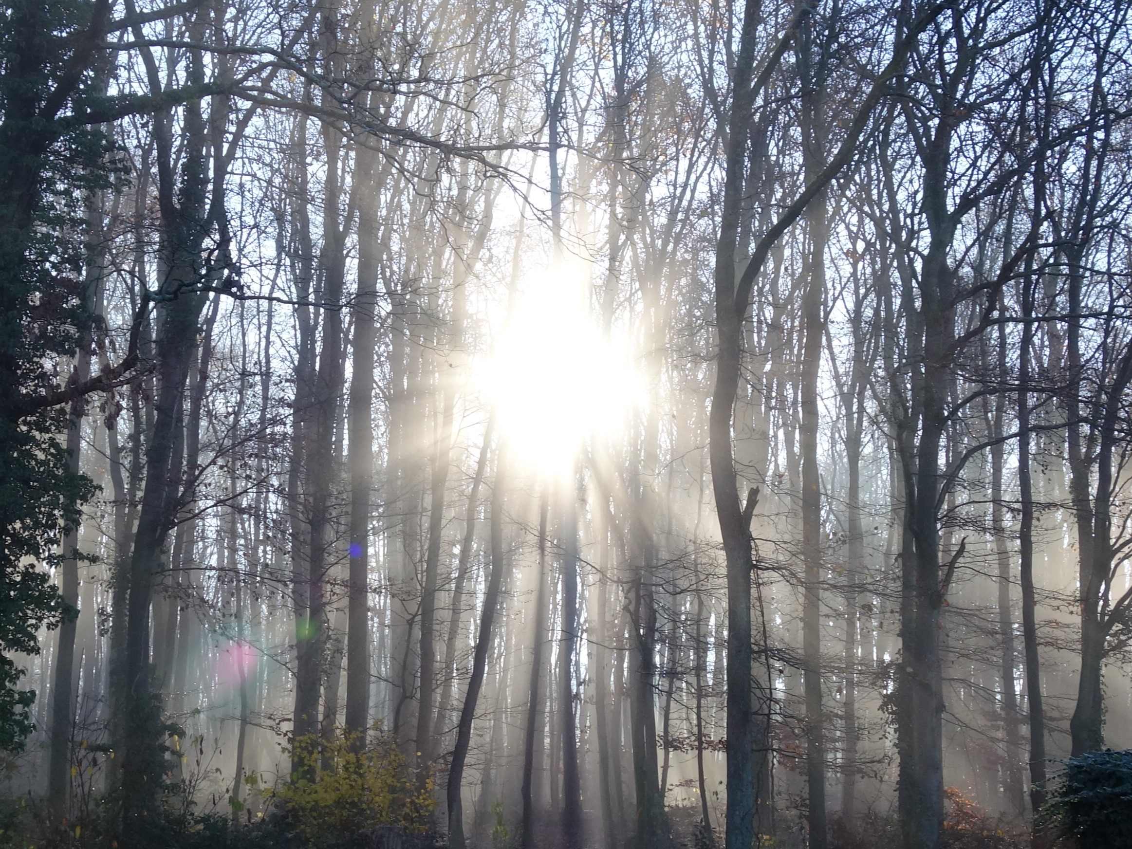 Das Bild zeigt den Sonnenschein durch die Bume mit Nebelschleier